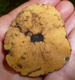 Galiella rufa image