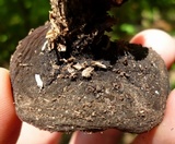 Galiella rufa image