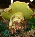 Boletus regius image