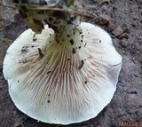 Clitopilus prunulus image