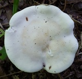 Clitopilus prunulus image