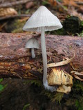 Mycena abramsii image