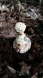 Amanita daucipes image