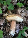 Tylopilus ferrugineus image