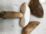 Tylopilus ferrugineus image