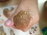 Aureoboletus russellii image