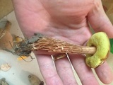 Aureoboletus russellii image