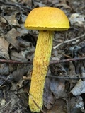 Heimioporus betula image