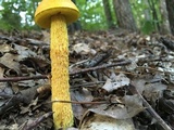Heimioporus betula image