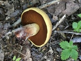 Boletus vermiculosoides image