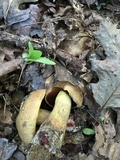 Boletus vermiculosoides image