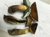 Boletus vermiculosoides image