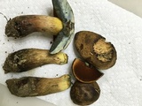 Boletus vermiculosoides image
