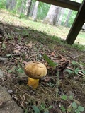 Boletus auripes image