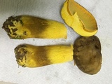 Boletus auripes image