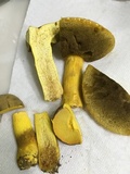 Boletus auripes image