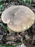 Boletus variipes image