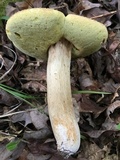 Boletus variipes image