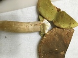 Boletus variipes image