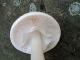 Amanita aestivalis image