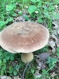Tylopilus rubrobrunneus image