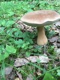 Tylopilus rubrobrunneus image