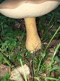 Tylopilus rubrobrunneus image