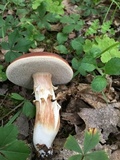 Xanthoconium purpureum image