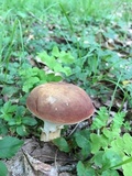 Xanthoconium purpureum image