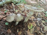 Amanita submaculata image