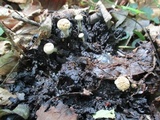 Asterophora lycoperdoides image