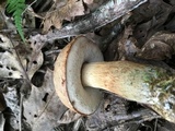 Tylopilus felleus image