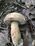 Tylopilus felleus image