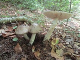 Amanita submaculata image