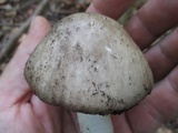 Amanita submaculata image
