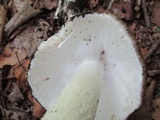 Amanita submaculata image