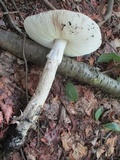 Amanita submaculata image