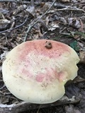 Boletus pallidoroseus image