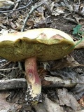 Boletus pallidoroseus image