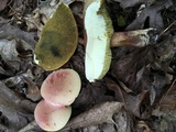 Boletus pallidoroseus image