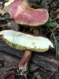 Boletus pallidoroseus image