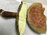 Boletus pallidoroseus image