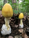Amanita banningiana image