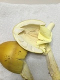 Amanita banningiana image