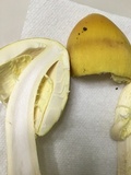 Amanita banningiana image