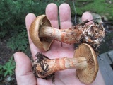 Cortinarius armillatus image