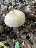 Caloboletus inedulis image