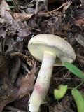 Caloboletus inedulis image