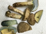 Caloboletus inedulis image