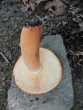 Lactarius volemus image